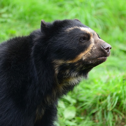 Black furred mammal resting on a rock.