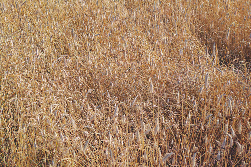 A photo of a vibrant country field in harvest