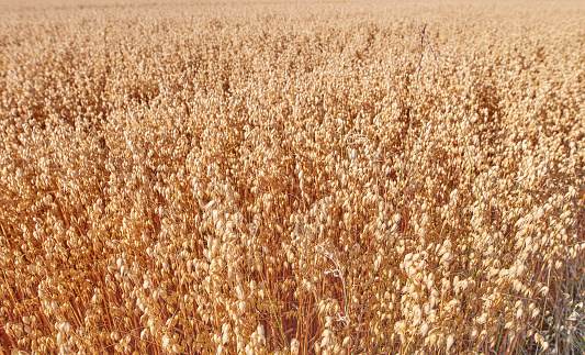 A photo of a vibrant country field in harvest