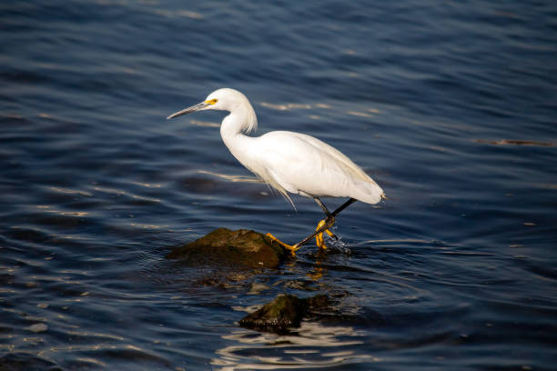 istock Little Egret (Egretta garzetta) in Dublin, Ireland 1737350238