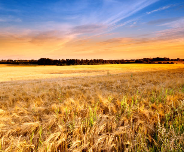 istock Countryside in harvest 1737350251
