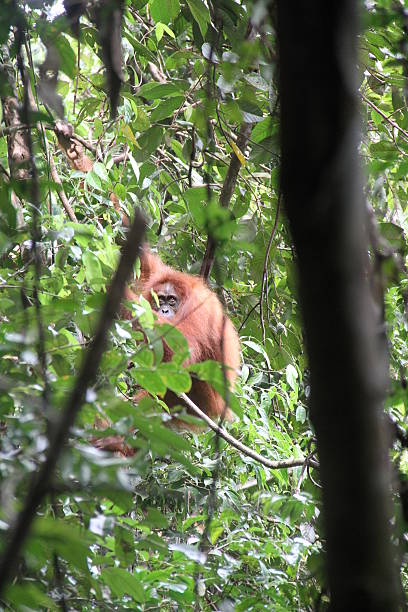 macho orang utang - dschungle imagens e fotografias de stock