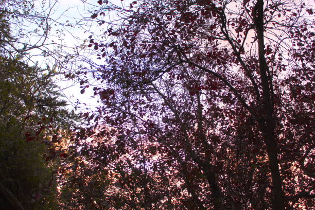 A photo of green leaves on tree branches during the Autumn season.