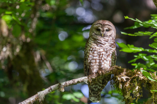 Wild Spotted Owl Sitting on an Ash Tree Branch