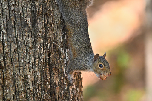 Close-up of eastern gray squirrel pausing to look at the photographer while coming down a tree head first in the Connecticut woods, autumn