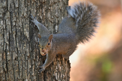 Curious eastern gray squirrel on tree trunk with acorn. In the Connecticut wild, autumn