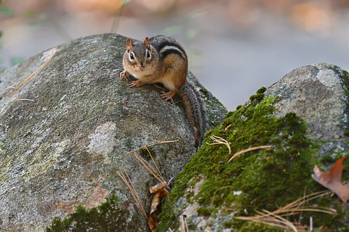Eastern chipmunk in fall on New England stone wall, with moss and white pine needles