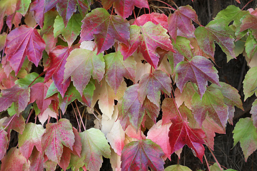 Red and green fall foliage