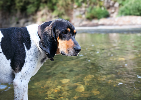 Side profile of extra large black and white puppy dog enjoying the riverwalk. 2 year old male Bluetick Coonhound dog or coon dog. Selective focus.