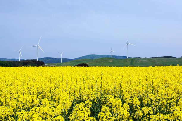 istock Yellow landscape with turbines 173738002