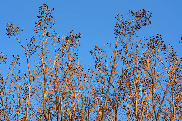 Tree in Autumn stock photo