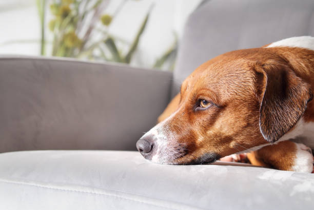 istock Wet dog lying on sofa chair with exhausted expression. 1737380523