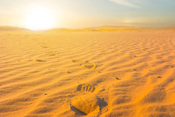 istock wide hot sandy desert at the sunset 1737384506