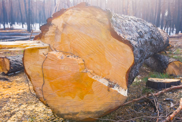 closeup fir tree trunk lie on the forest glade