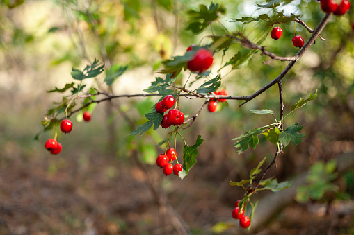 Close-up of Midland hawthorn tree branch with red berries and green leaves in the warm sunlight. Singleseed Hawthorn, Common Hawthorn, English Hawthorn. Kreminna Nature Reserve, Lugansk reg., Ukraine.