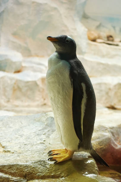 istock Curious penguin walking on the cold water edge 1737396450