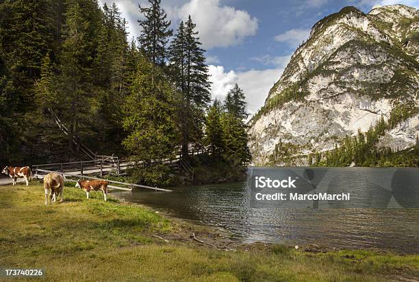 Photo libre de droit de Vache banque d'images et plus d'images libres de droit de Dolomites - Dolomites, Eau, Horizontal