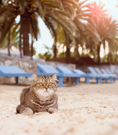 The cat lies on the beach on the sand under palm trees.