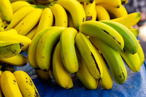 Bunches of green and ripe yellow bananas on market counter. Fruit and vegetable farmer market. Healthy organic food. Close up. Selective focus. Blurred background.
