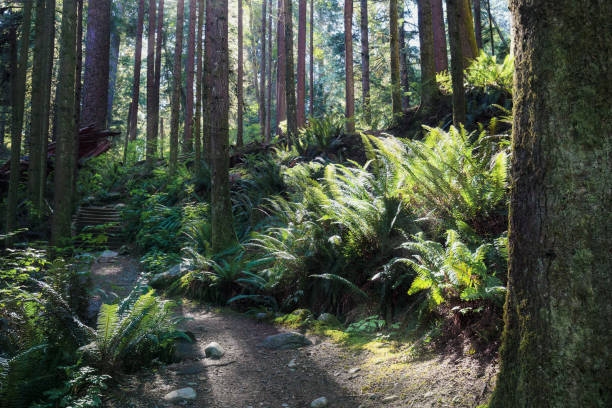 Pathway with tall trees and overgrown fern. Beautiful British Columbia rainforest. North Vancouver, Capilano River Regional Park, Canada. Selective focus