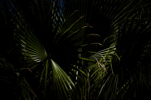 Palm tree leaves in the shadow