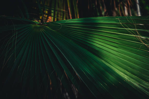 beams of light - palm leaf flash imagens e fotografias de stock