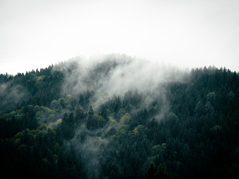 Misty forest of the North: tree on the mountain with fog