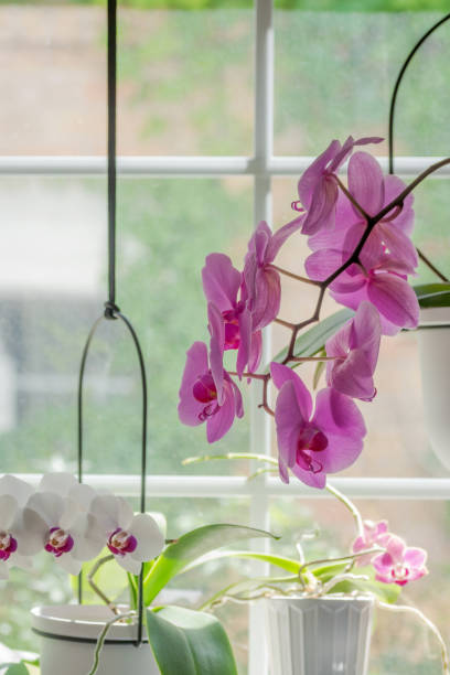 istock Orchid tropical houseplants, Austin, TX 1737425233