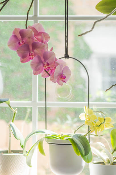 istock Orchid tropical houseplants, Austin, TX 1737425770