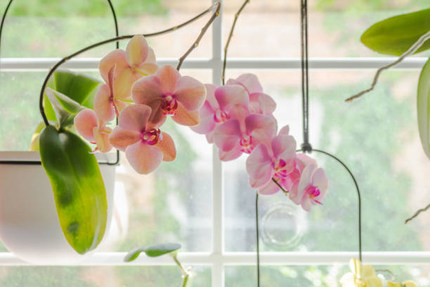 istock Orchid tropical houseplants, Austin, TX 1737425812