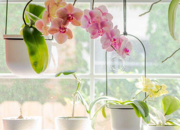 istock Orchid tropical houseplants, Austin, TX 1737425824