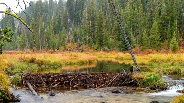 istock Beaver Dam across a stream in the Idaho wilderness 1737426365