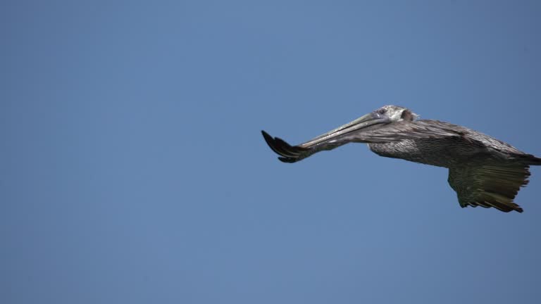 Brown Pelican fishing