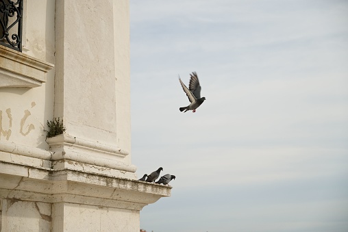 A flock of pigeons perched atop a window ledge of a city building