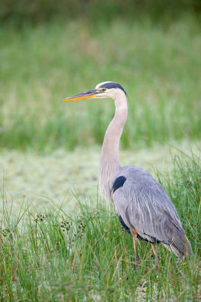 istock Great blue heron (Ardea herodias) standing in marsh, Circle B Bar Reserve, Florida, USA 1737438547