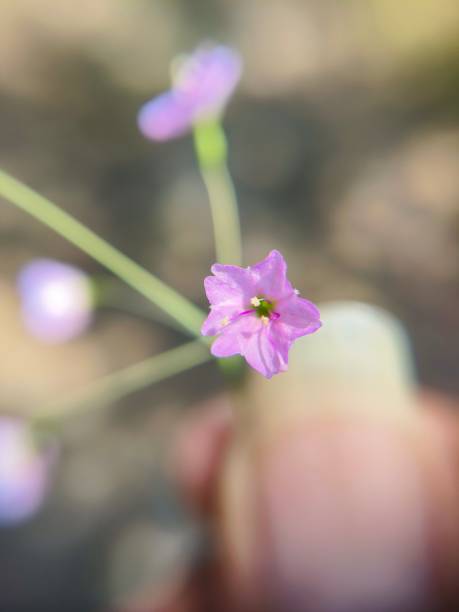 istock Light pink colour wild flower 1737446131