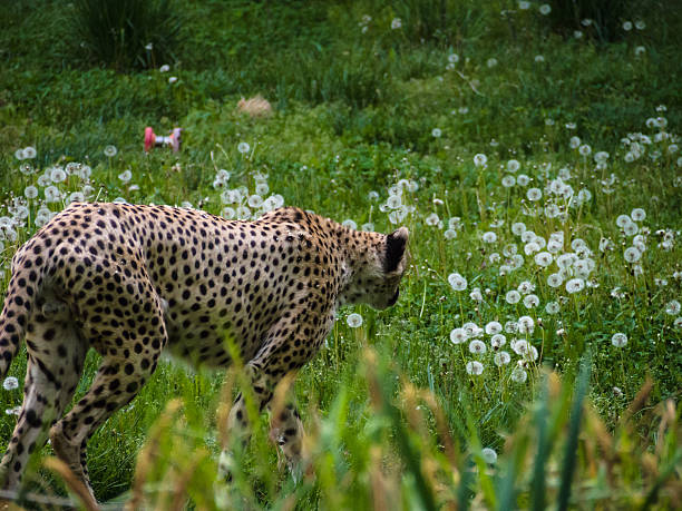 Cheetah on the Prowl This photo was taken at the National Zoo in Washington DC prowling stock pictures, royalty-free photos & images