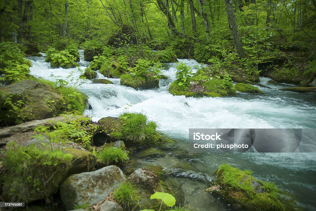 Fluxo em verde floresta - Foto de stock de Ajardinado royalty-free