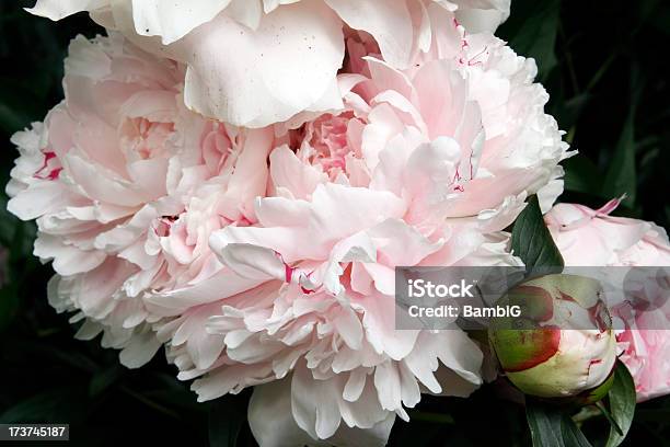 Peónia - Fotografias de stock e mais imagens de Ao Ar Livre - Ao Ar Livre, Beleza natural, Botão - Estágio de flora