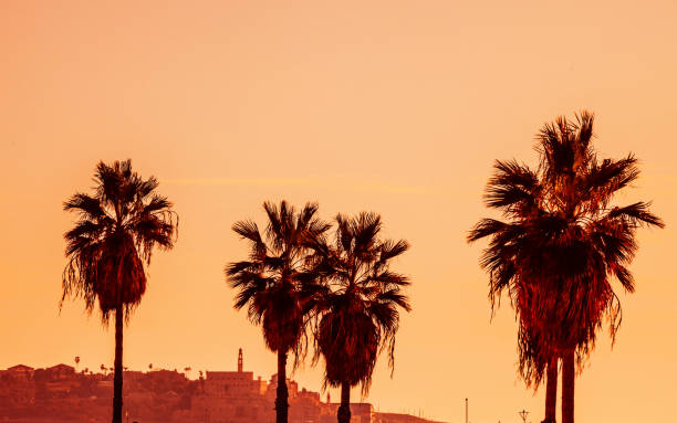 Jaffa sunset with palm trees. Tel Aviv, Israel