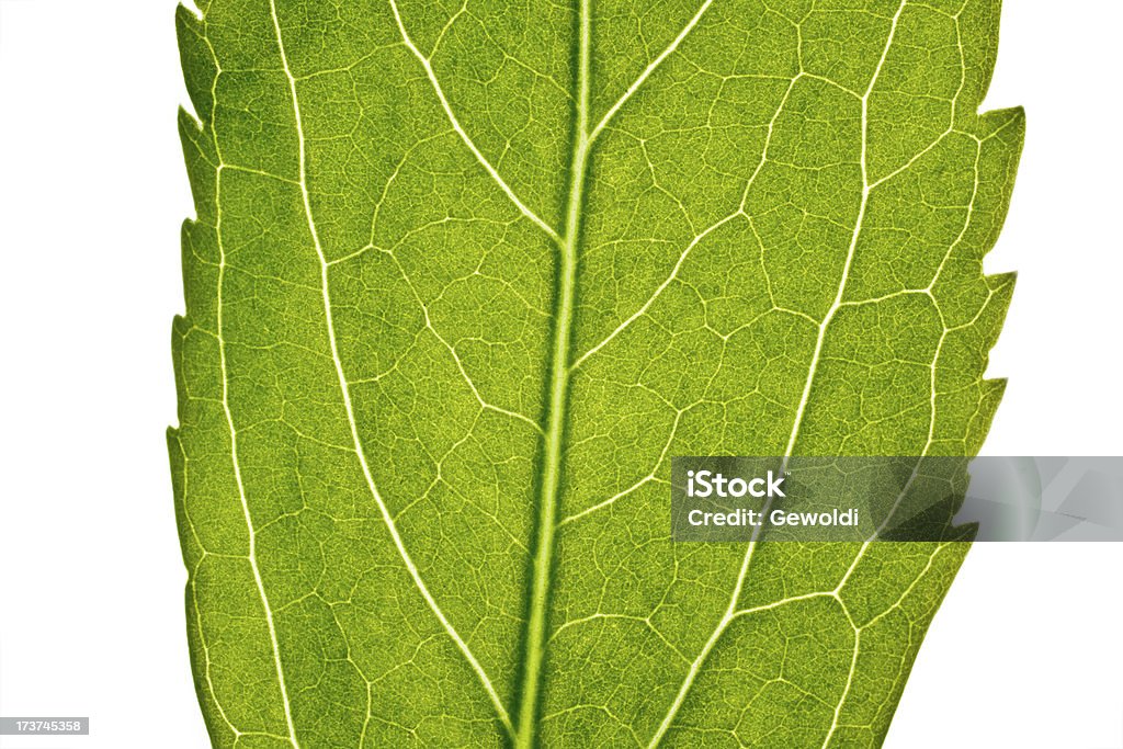 Teil des green leaf in Nahaufnahme - Lizenzfrei Baum Stock-Foto