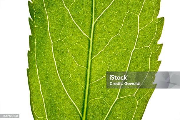 Foto de Parte De Folhas Verdes Em Closeup e mais fotos de stock de Beleza natural - Natureza - Beleza natural - Natureza, Biologia, Botânica - Assunto