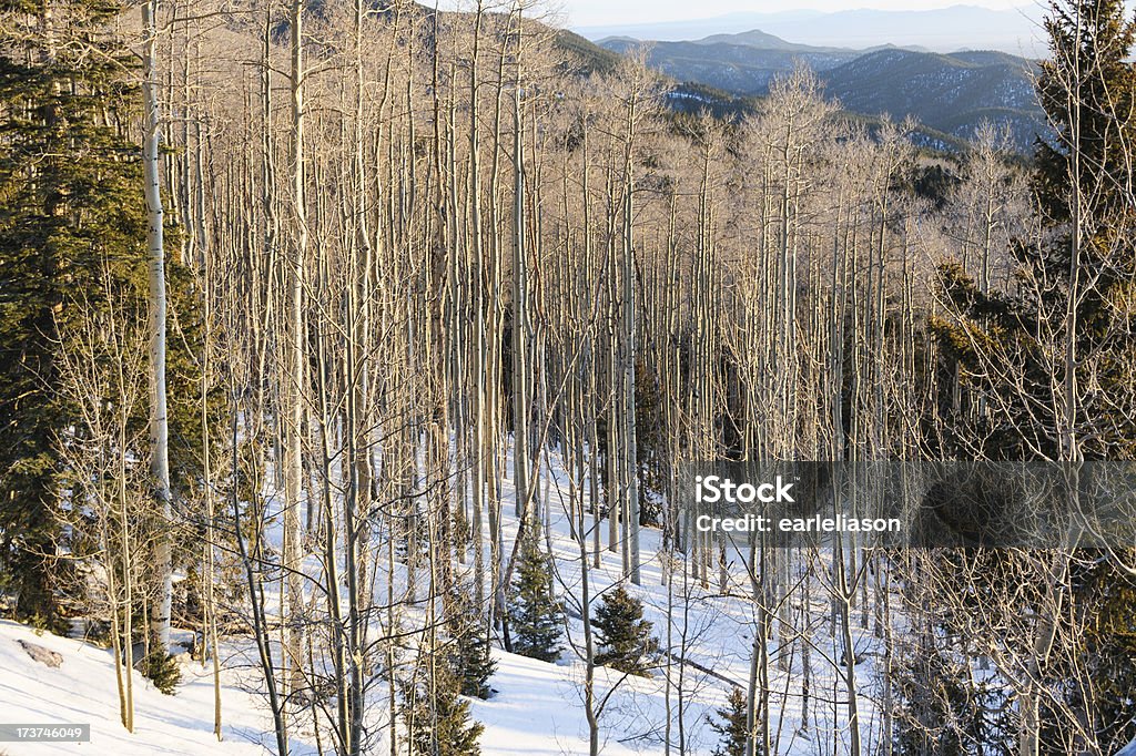 Floresta de Inverno - Royalty-free Anoitecer Foto de stock