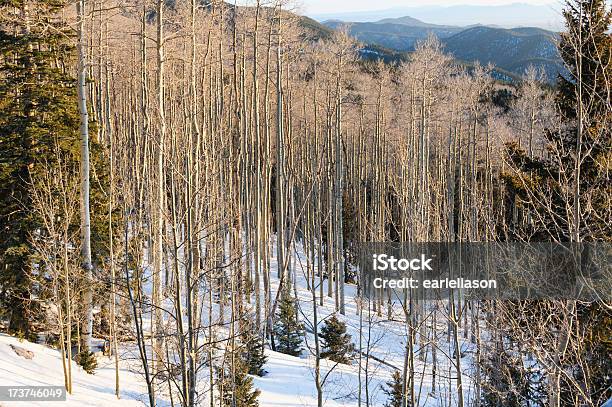 Floresta De Inverno - Fotografias de stock e mais imagens de Anoitecer - Anoitecer, Ao Ar Livre, Choupo tremedor