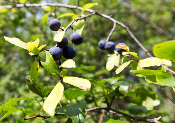 istock A view od blackthorn bush during summer 1737461769