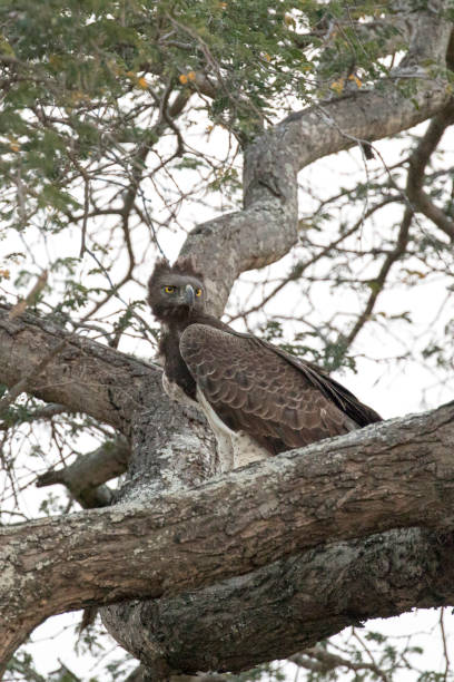 istock A photo of martial eagle 1737462319