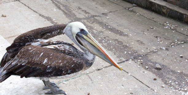 istock A photo of Peruvian pelican 1737463423