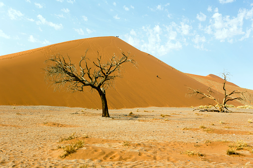 View of red sand dunes and dead tree in Sossusvlei, Namibia