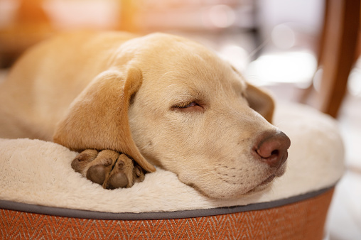 Sweet dreaming labrador puppy on soft pillow on blurred sunny background