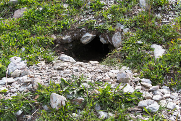 istock A view of alpine marmot lair 1737465675